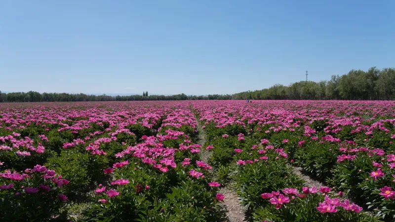 裕民縣：芍藥競芳菲 美景惹人醉
